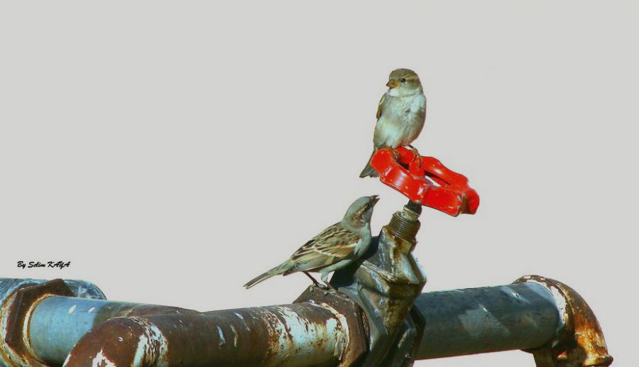 House Sparrow