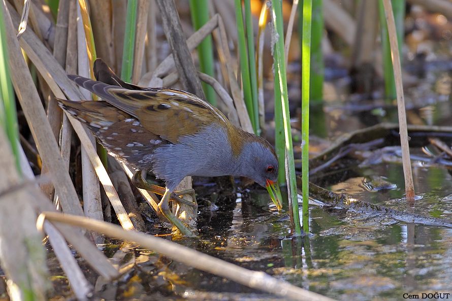 Little Crake
