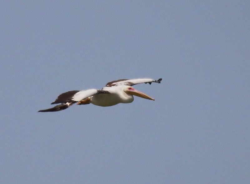 Great White Pelican