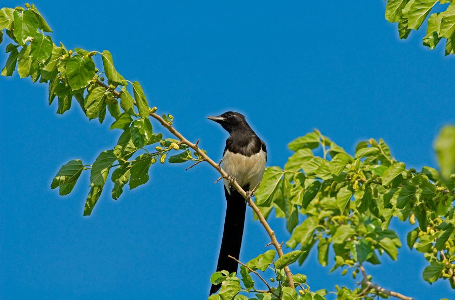Eurasian Magpie