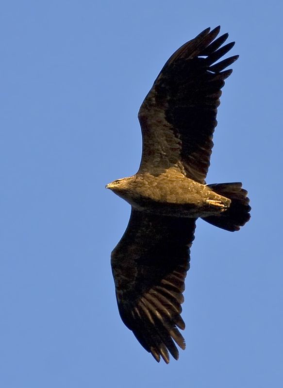 Lesser Spotted Eagle