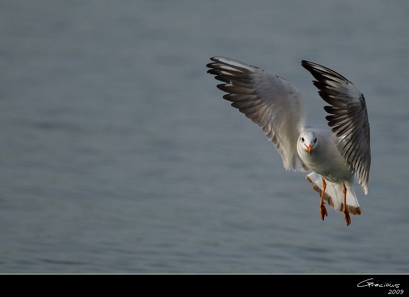 Black-headed Gull