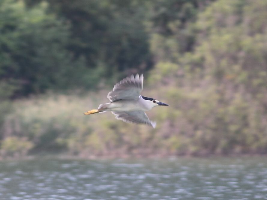 Black-crowned Night Heron