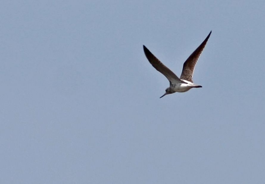 Common Greenshank