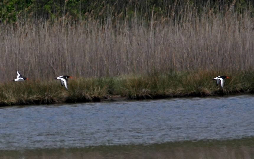 Eurasian Oystercatcher
