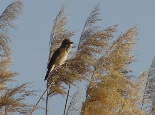 Great Reed Warbler