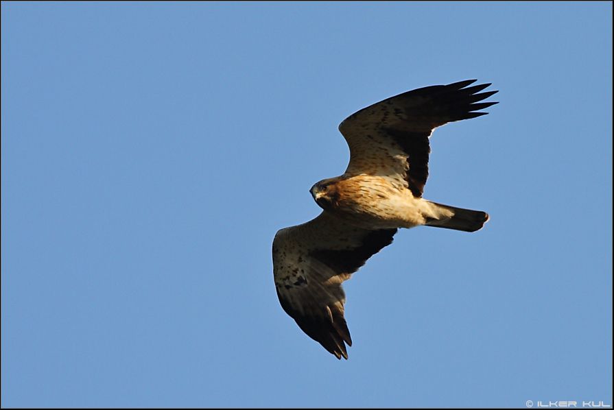 Booted Eagle