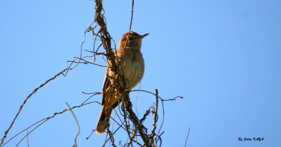 Rufous-tailed Scrub Robin