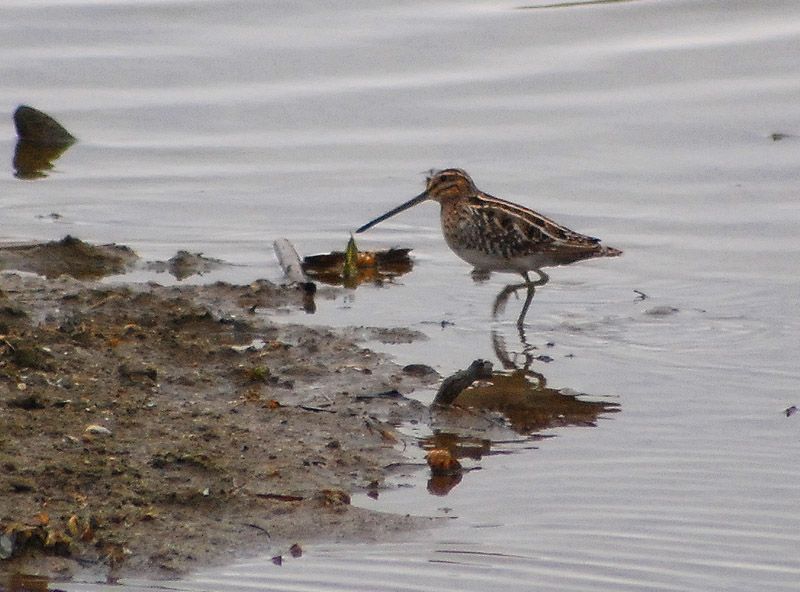 Common Snipe