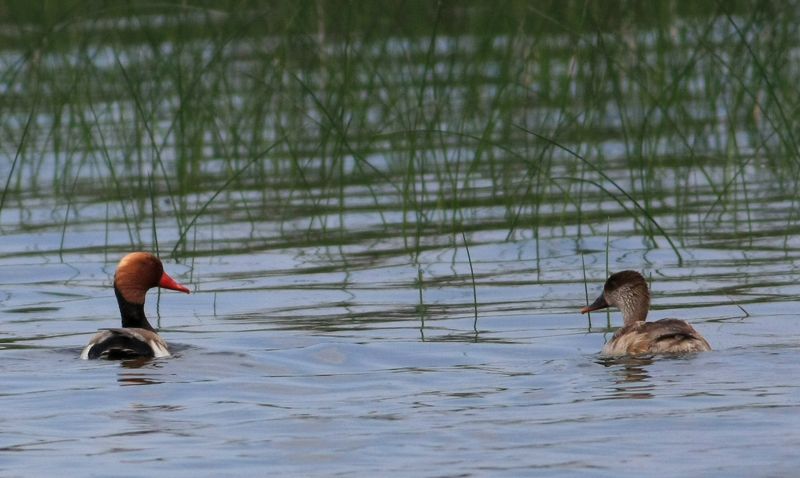 Red-crested Pochard