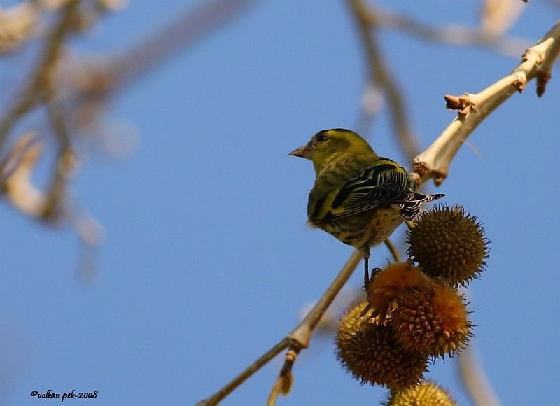 Eurasian Siskin