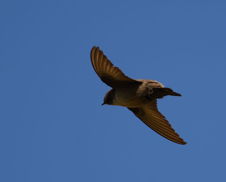 Eurasian Crag Martin