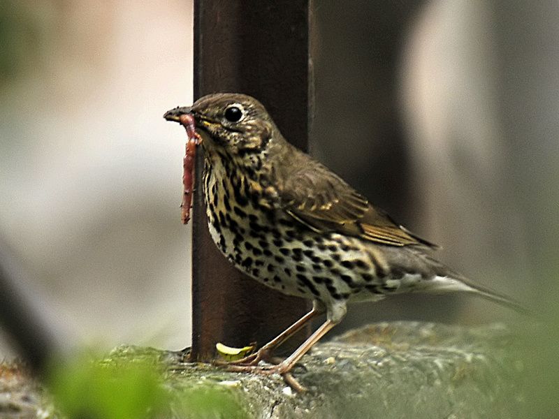 Song Thrush