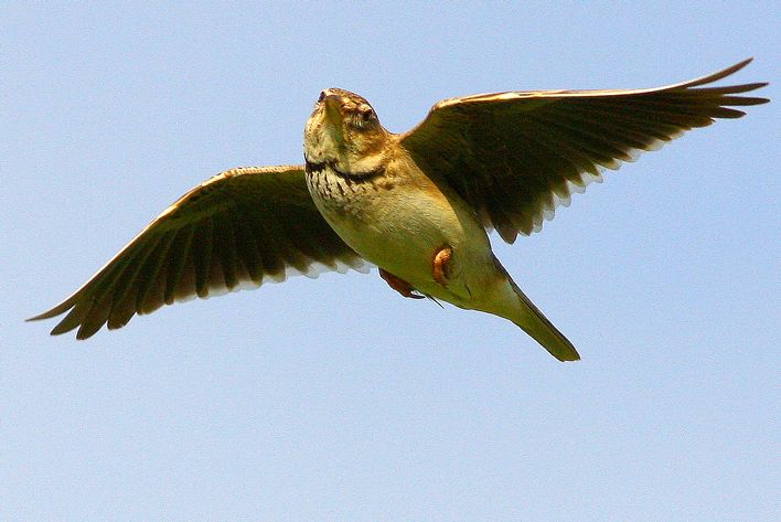 Calandra Lark