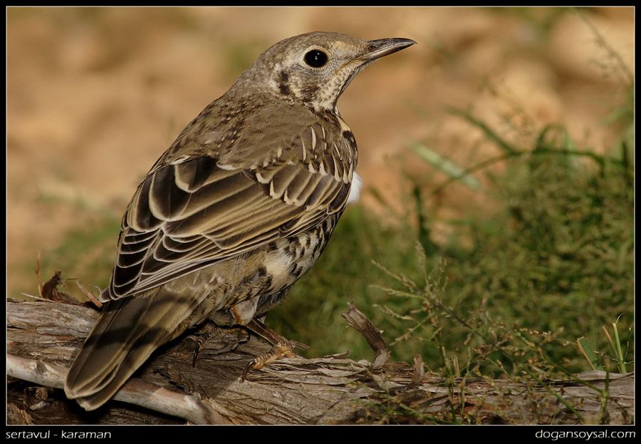 Mistle Thrush