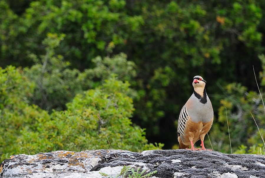 Chukar Partridge
