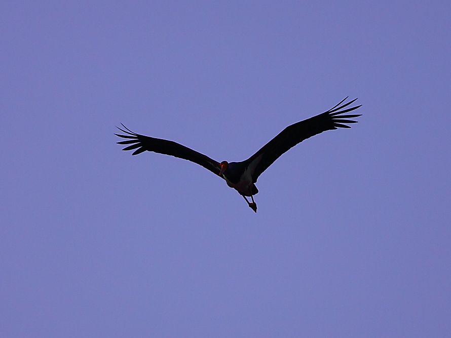 Black Stork