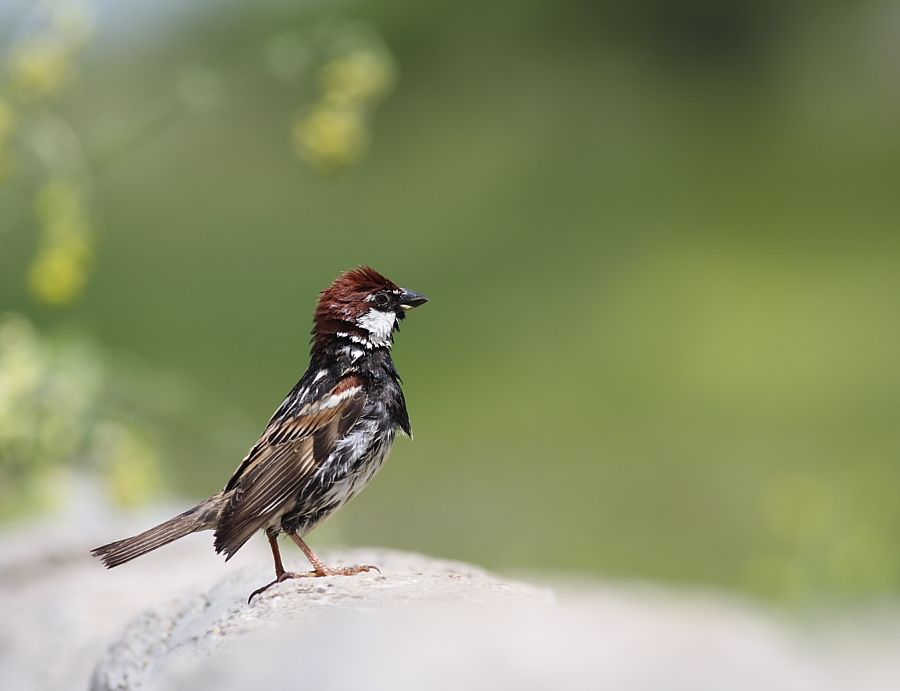 Spanish Sparrow