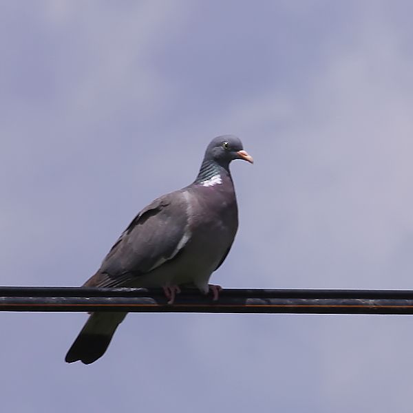 Common Wood Pigeon