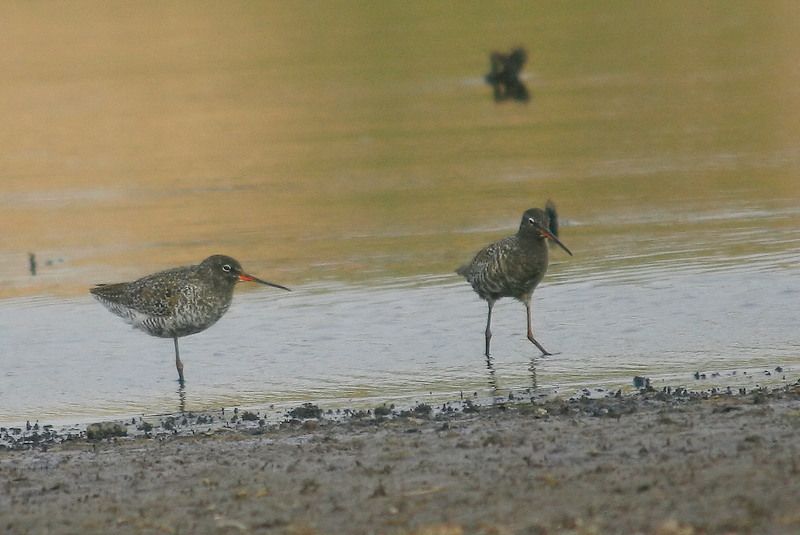 Spotted Redshank