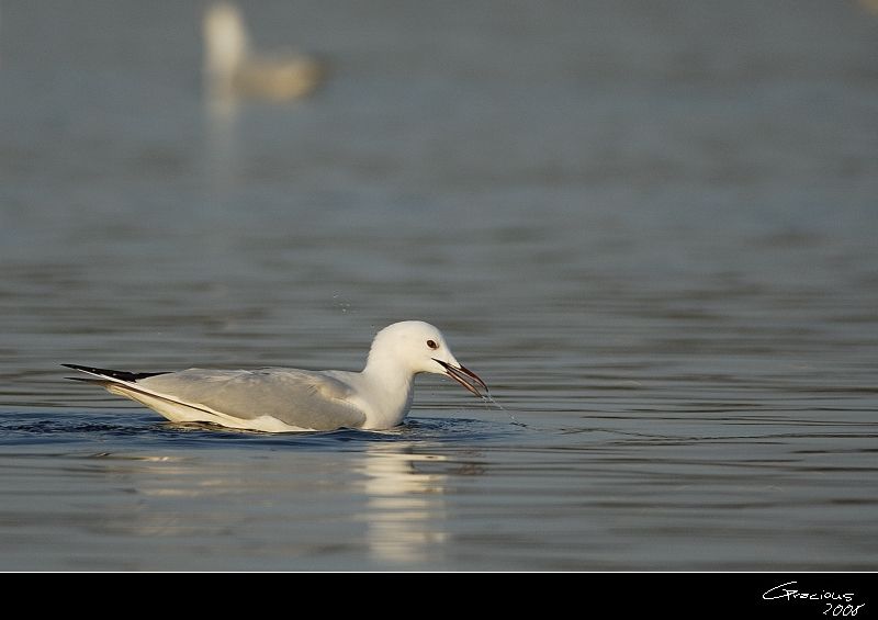 Slender-billed Gull