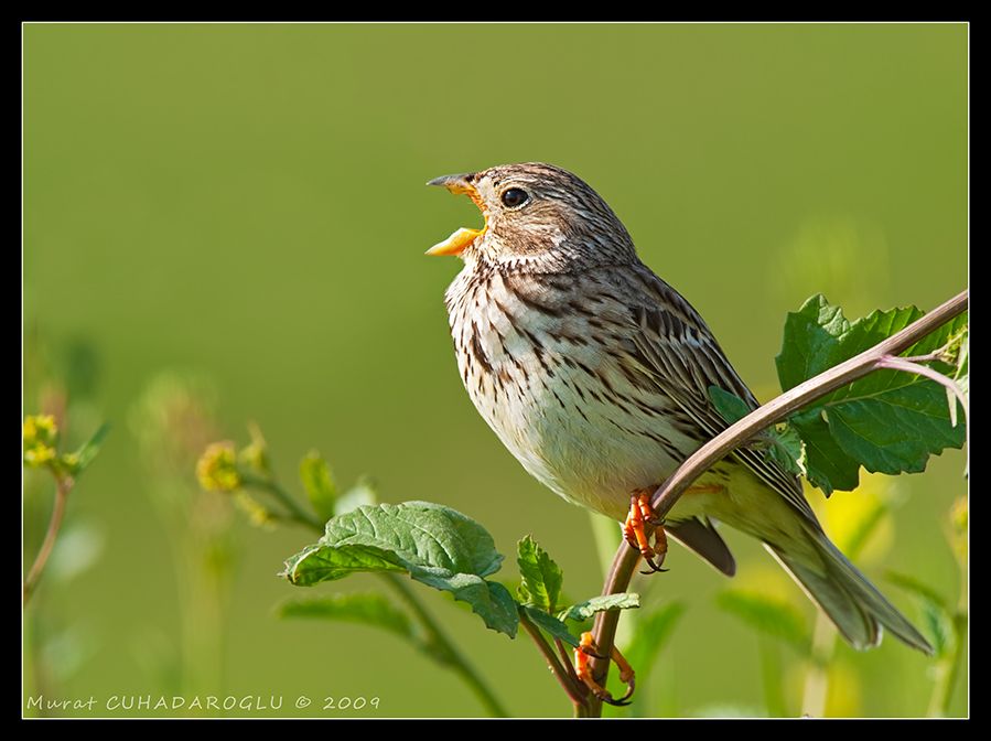 Corn Bunting