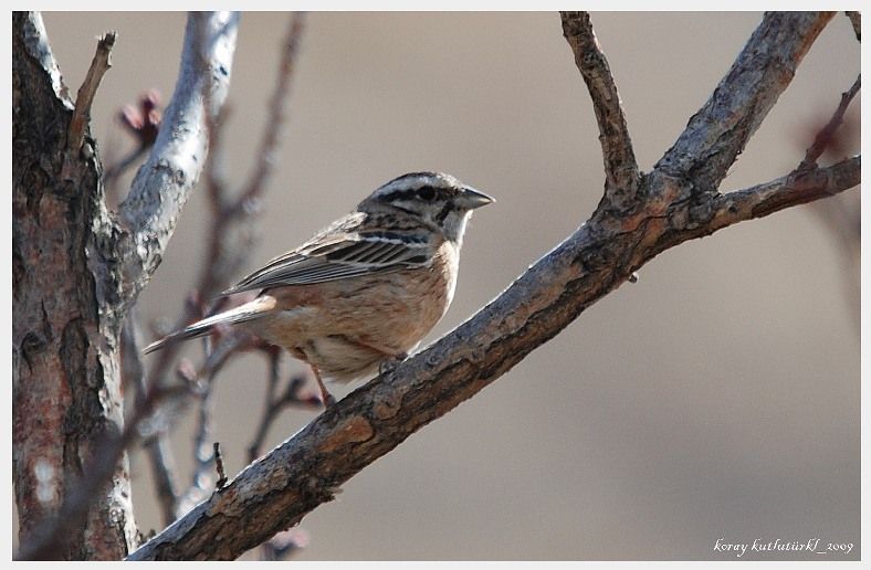 Rock Bunting