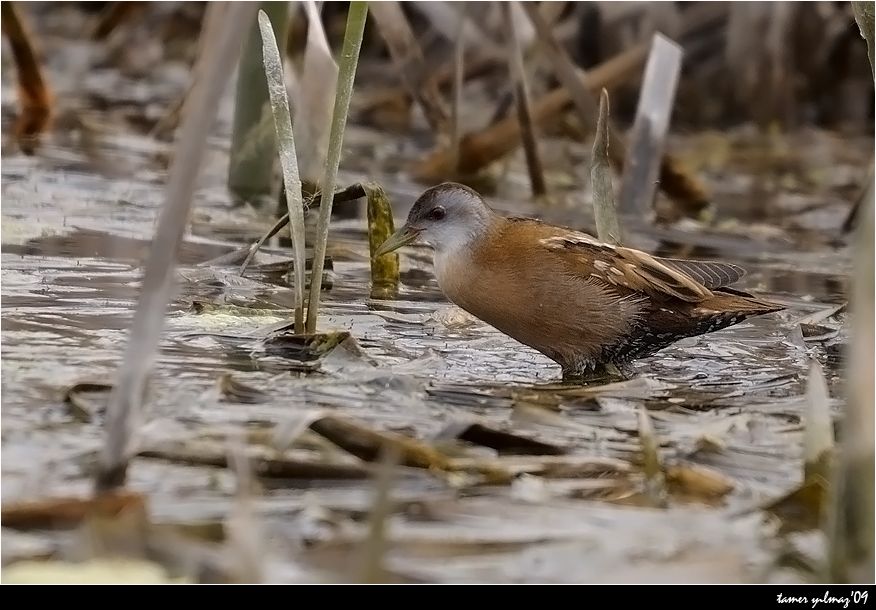 Little Crake