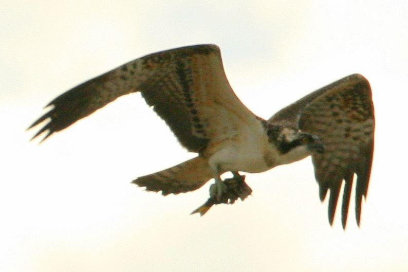 Osprey
