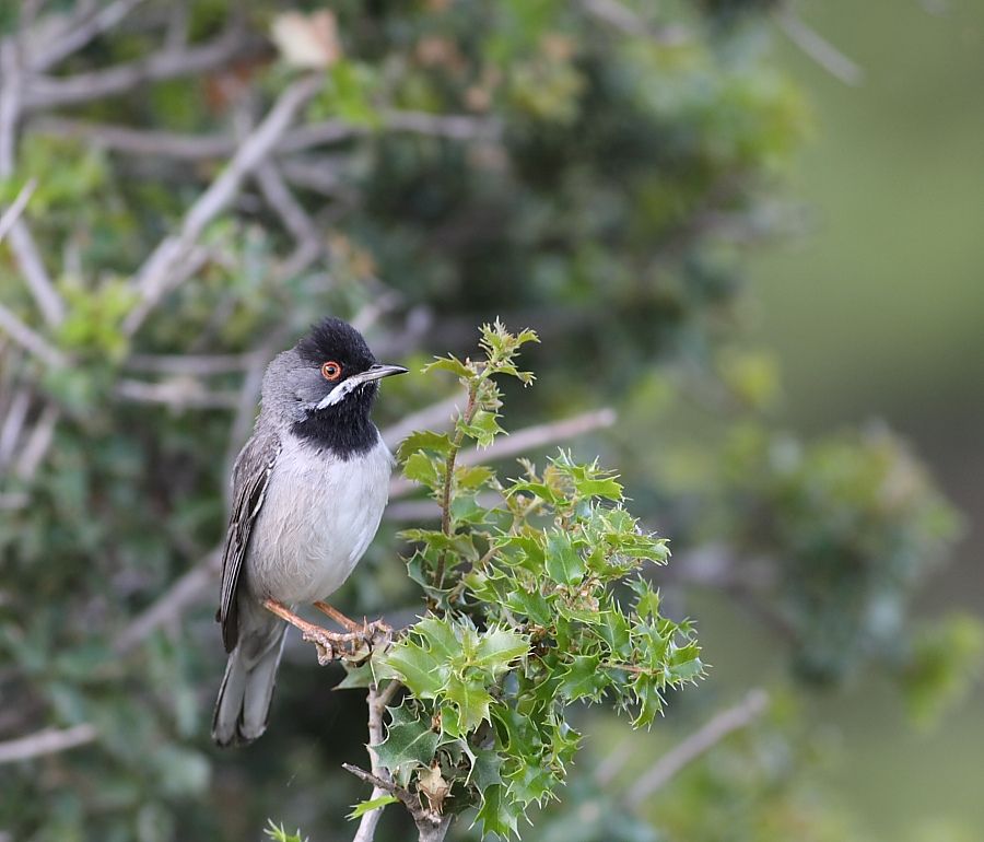 Rüppell`s Warbler
