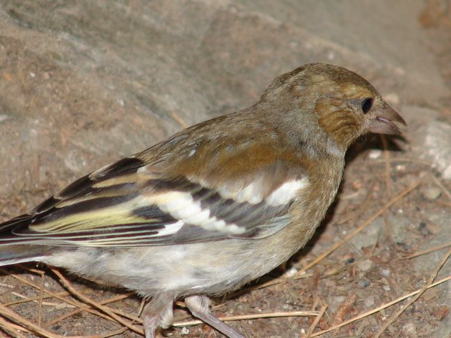 Eurasian Chaffinch