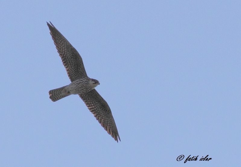 Eurasian Hobby
