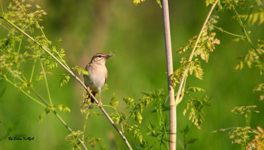 Rufous-tailed Scrub Robin