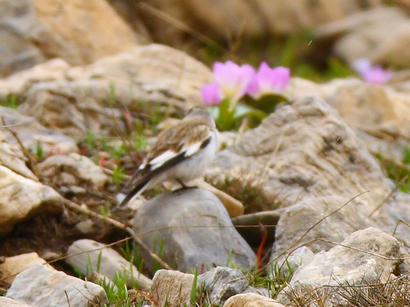 White-winged Snowfinch