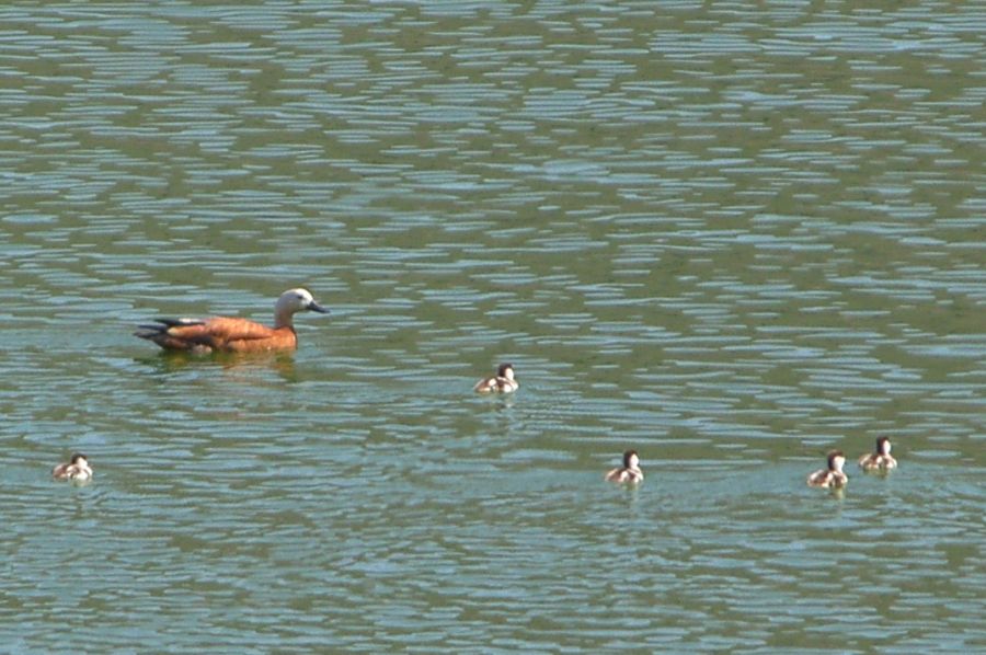 Ruddy Shelduck