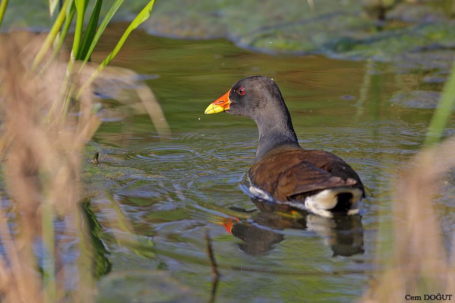 Common Moorhen