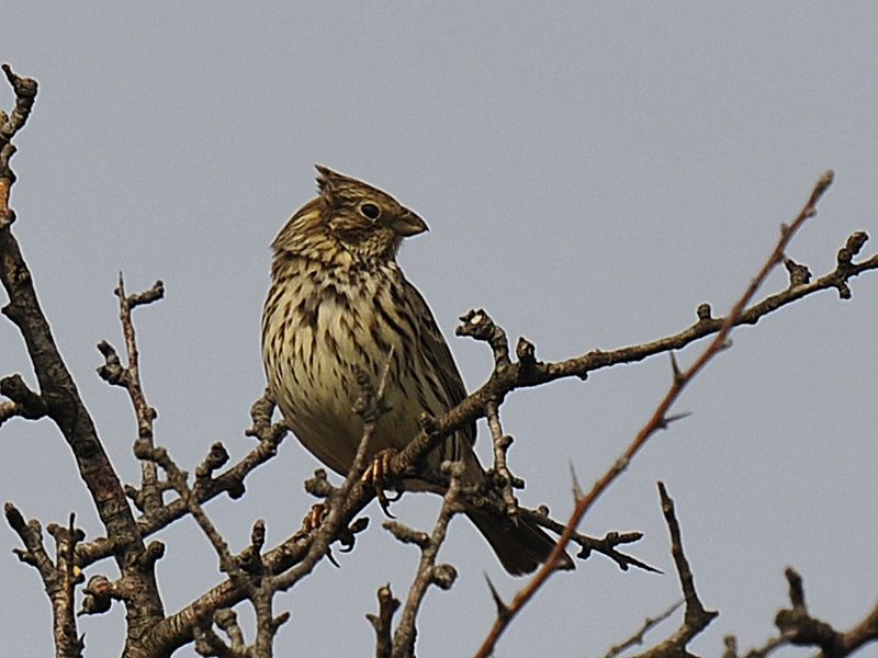 Corn Bunting