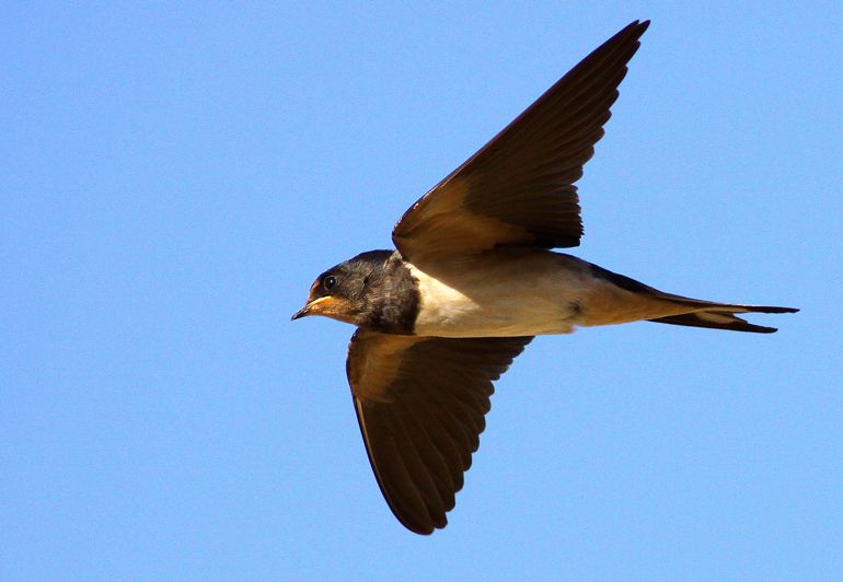 Barn Swallow