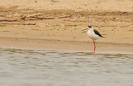 Black-winged Stilt