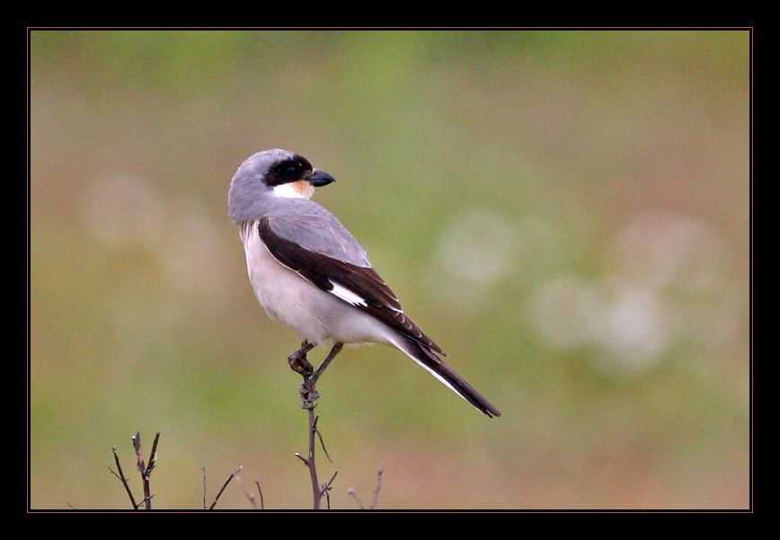Lesser Grey Shrike