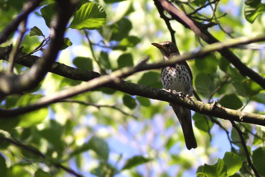 Song Thrush
