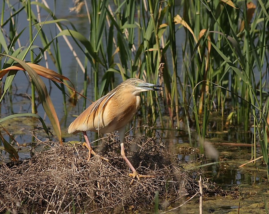 Squacco Heron