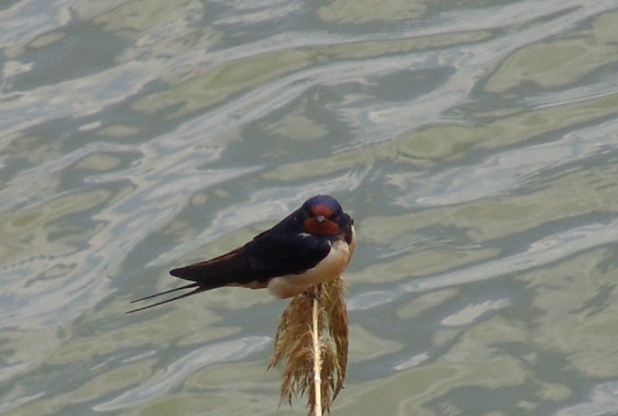 Barn Swallow