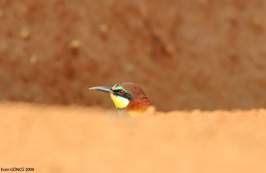 European Bee-eater