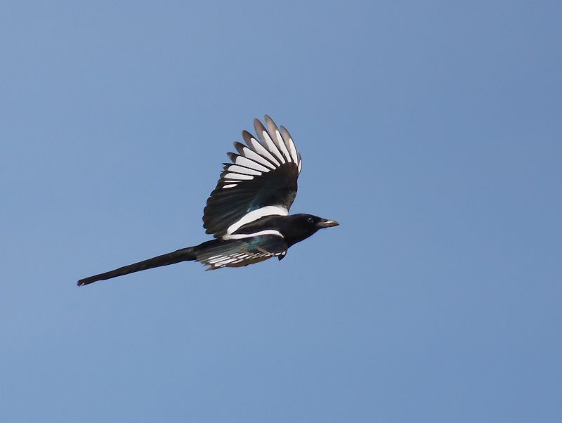 Eurasian Magpie