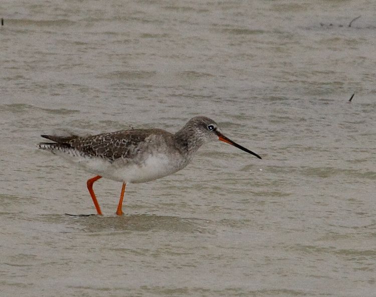 Spotted Redshank