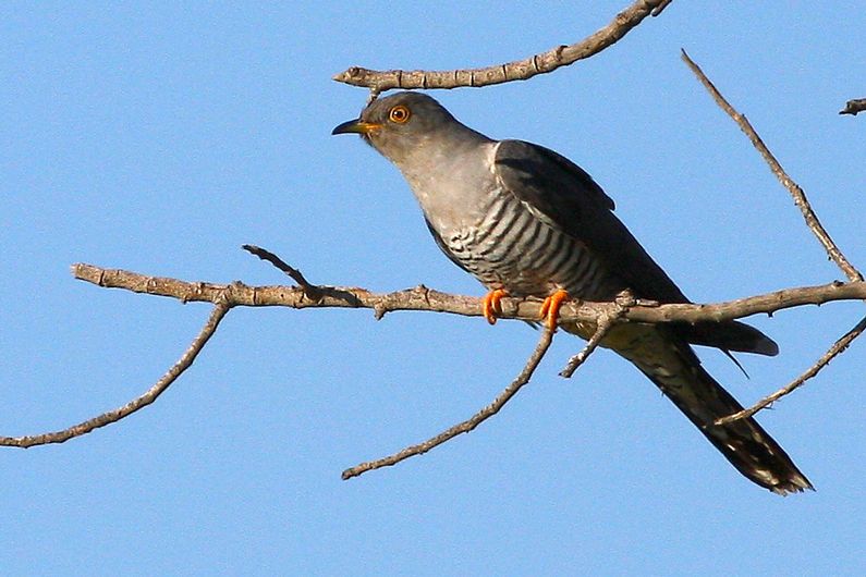 Common Cuckoo