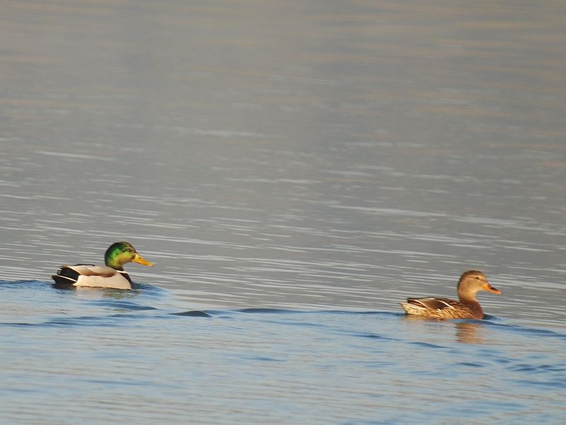 Mallard