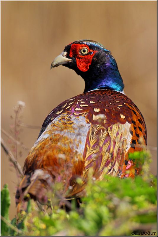 Common Pheasant