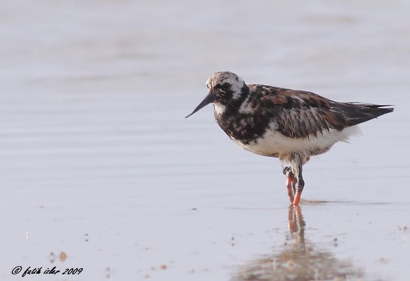 Ruddy Turnstone